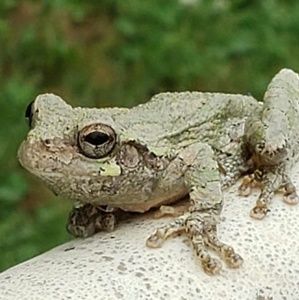 Meet your Posher, Adam